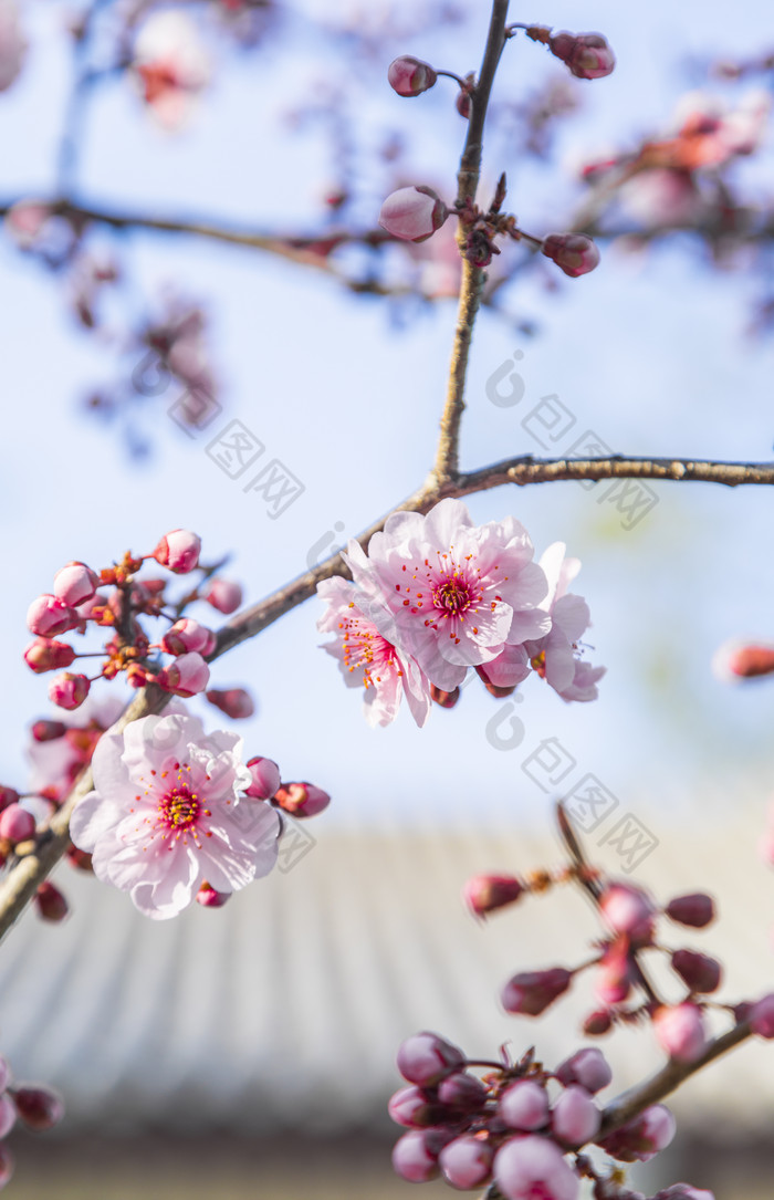 天津水上公园里盛开的花朵