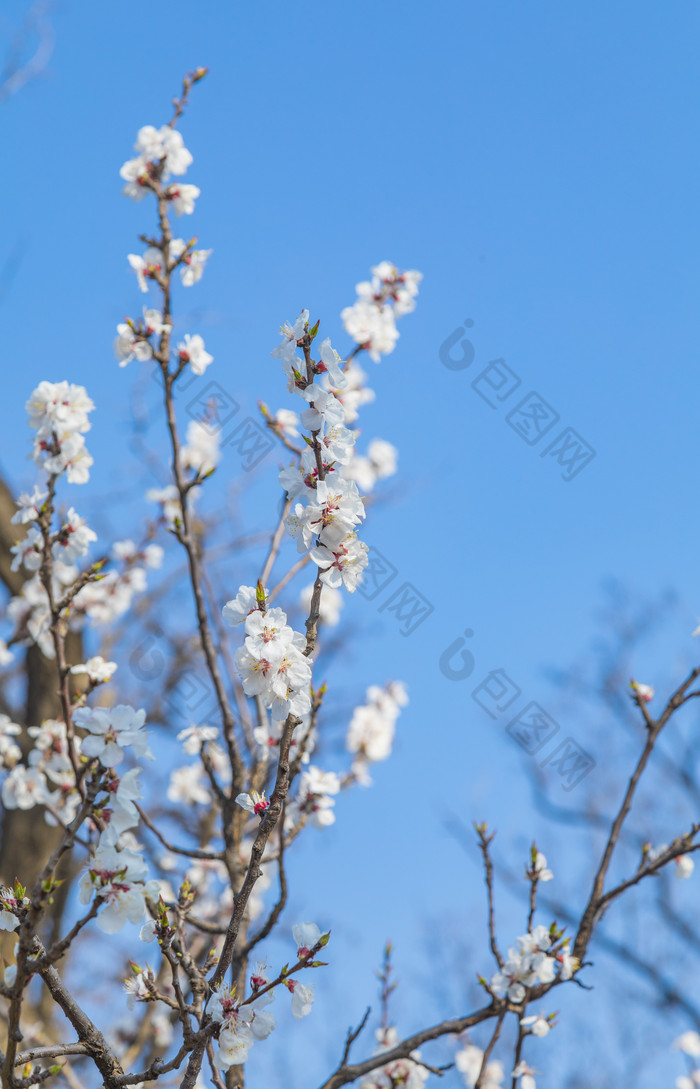 天津水上公园里盛开的花朵