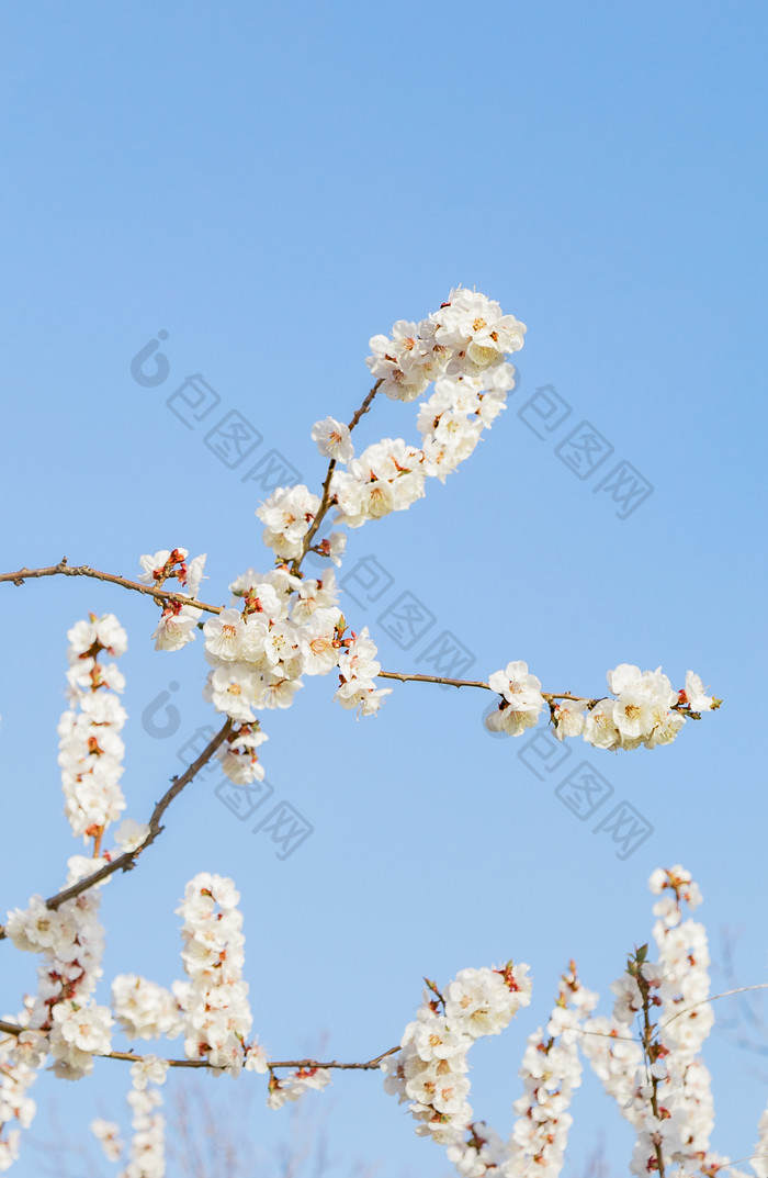 天津水上公园里盛开的花朵