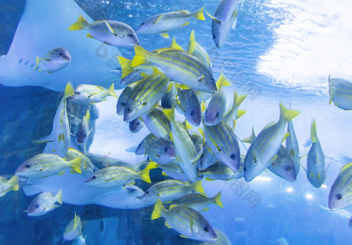 水族馆里的海鱼