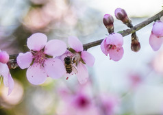 春天里在花朵上采蜜的蜜蜂