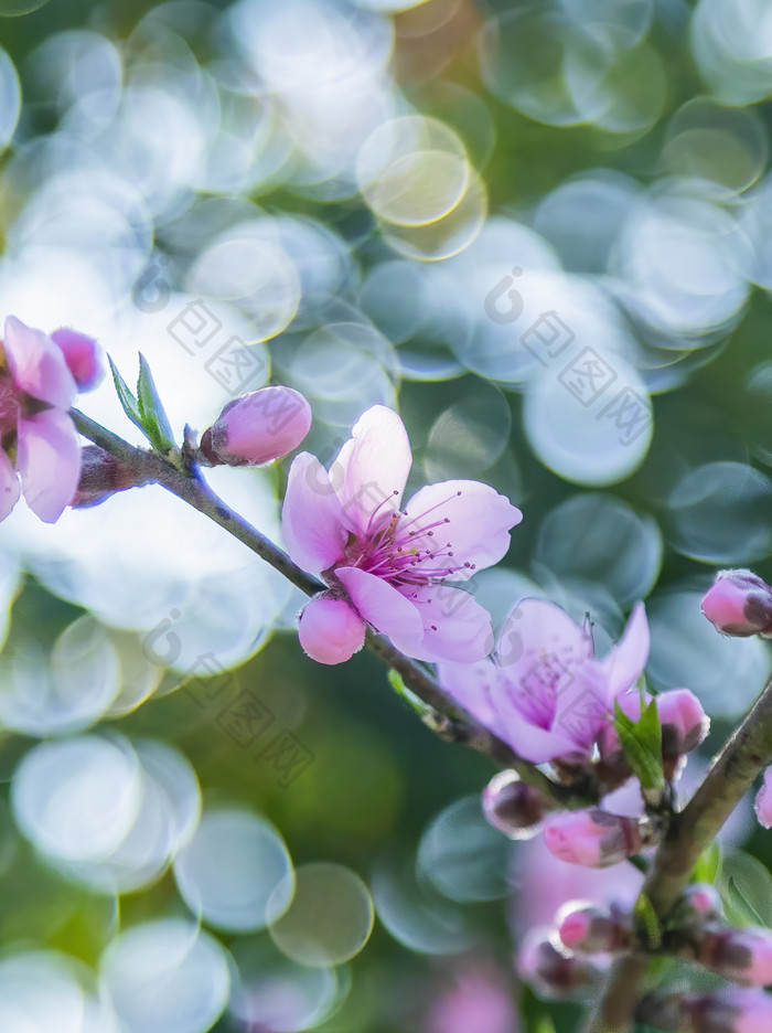 春天里在花朵上采蜜的蜜蜂