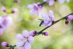 春天里在花朵上采蜜的蜜蜂