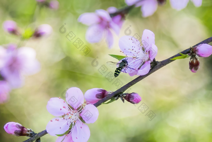 春天里在花朵上采蜜的蜜蜂