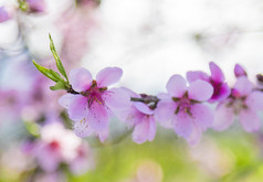 春天里在花朵上采蜜的蜜蜂