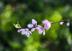 春天里在花朵上采蜜的蜜蜂