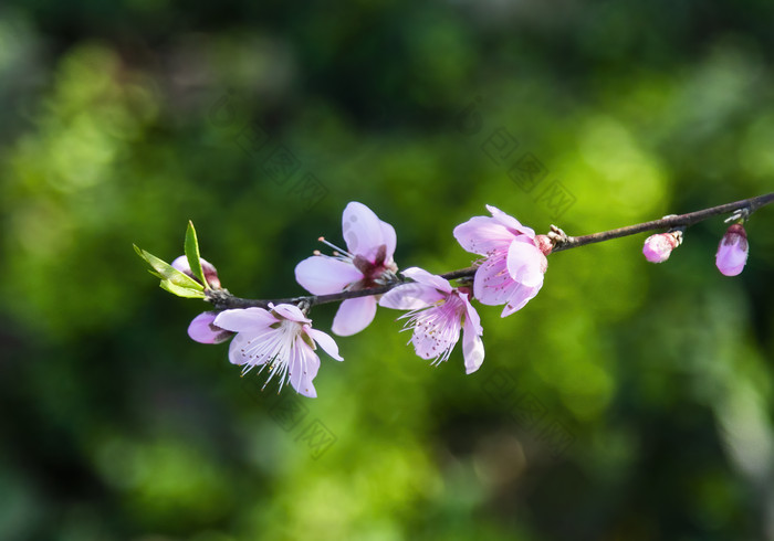 春天里在花朵上采蜜的蜜蜂