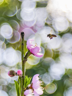 春天里在花朵上采蜜的蜜蜂