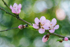 春天里在花朵上采蜜的蜜蜂