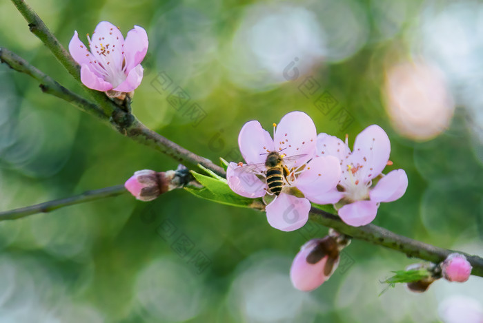 春天里在花朵上采蜜的蜜蜂