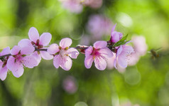 春天里在花朵上采蜜的蜜蜂