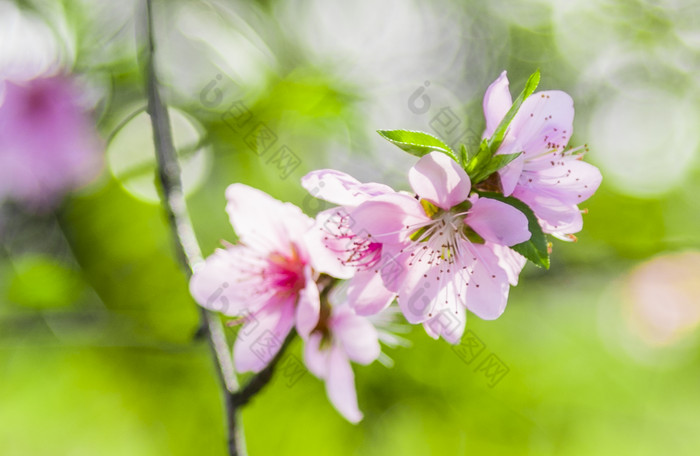 春天里在花朵上采蜜的蜜蜂