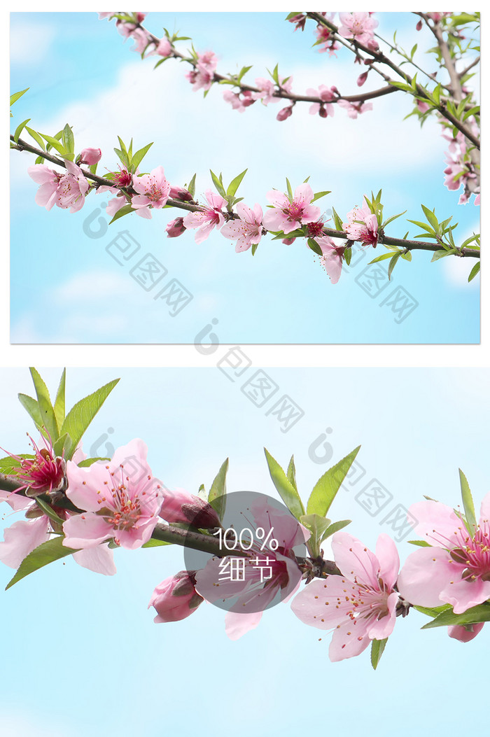 春天清新桃花花卉盛开摄影图片