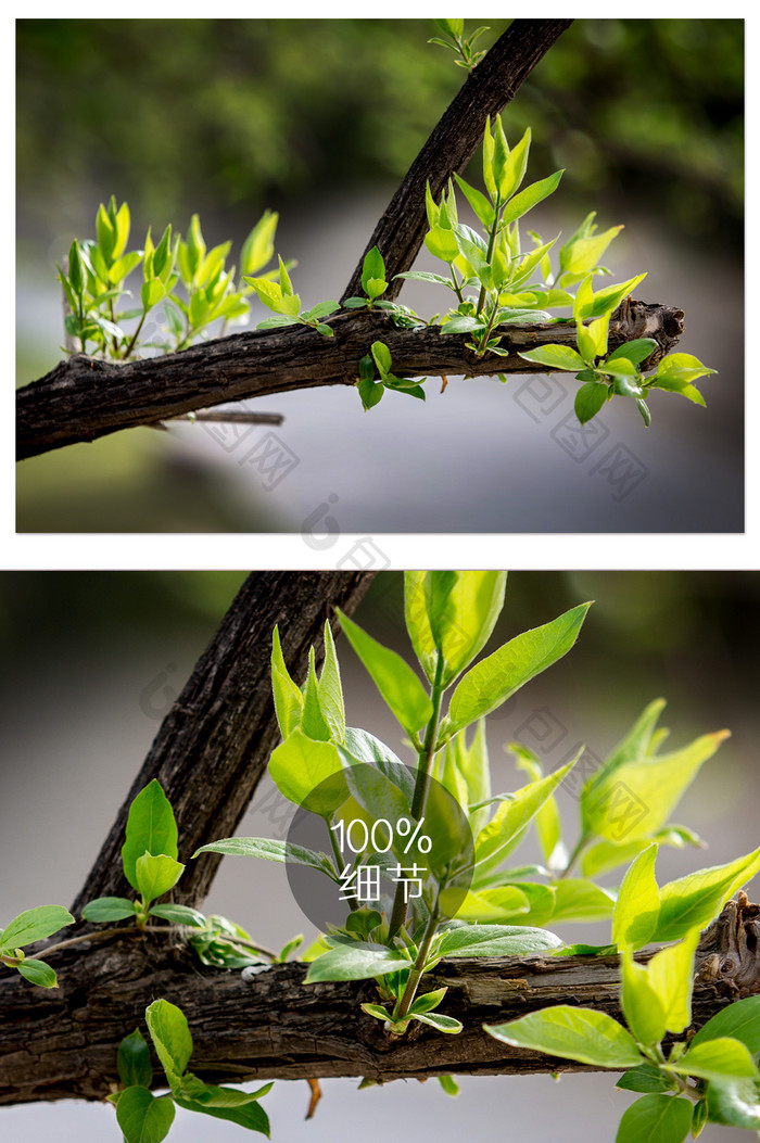 绿色枝芽摄影图片