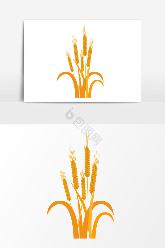 金黄麦子图片