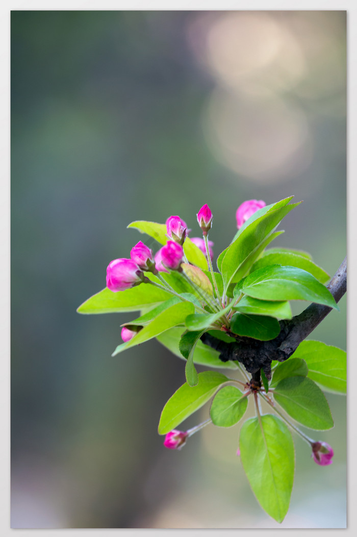 海棠春芽含苞待放图片