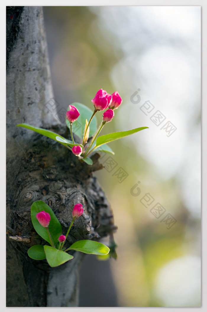 海棠树干春芽摄影图片