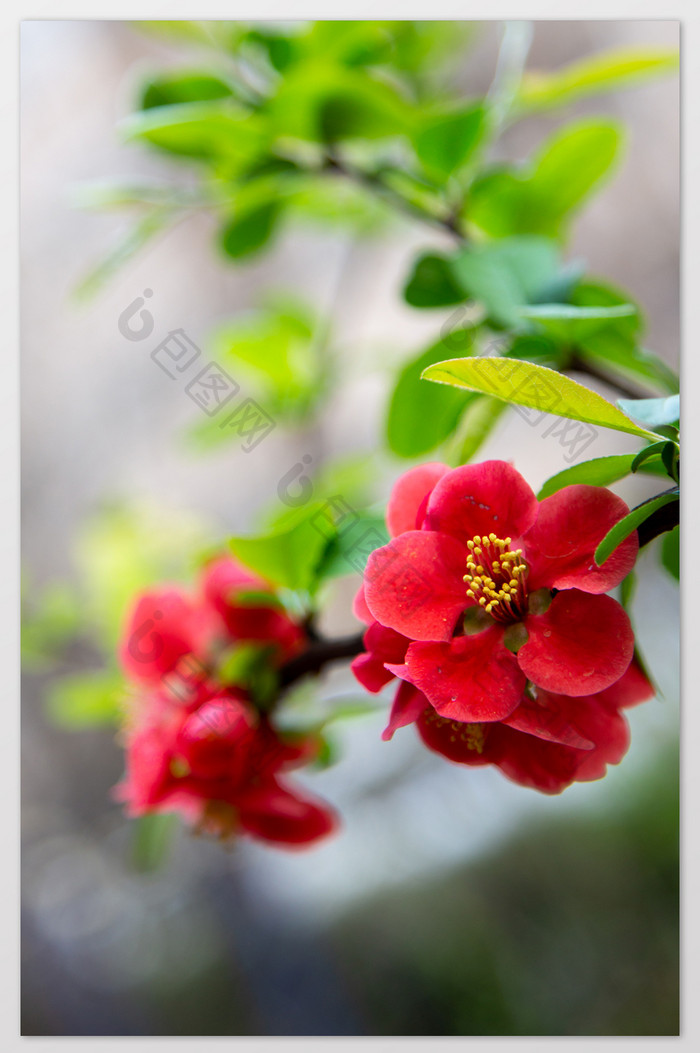 红花绿叶海棠摄影图片