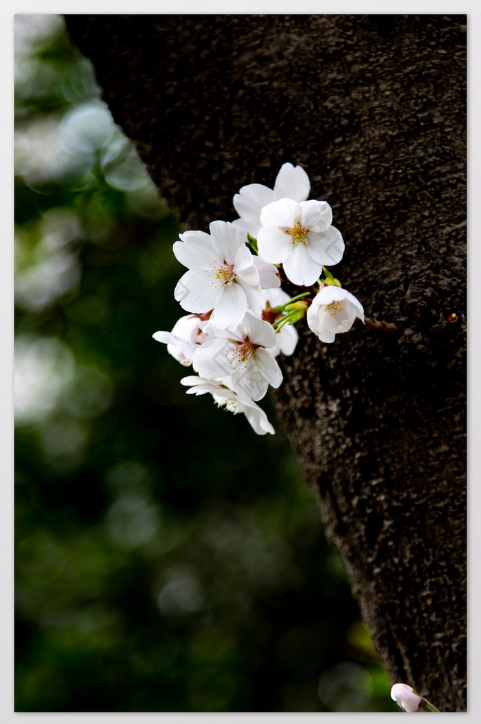 白色梨花摄影图片