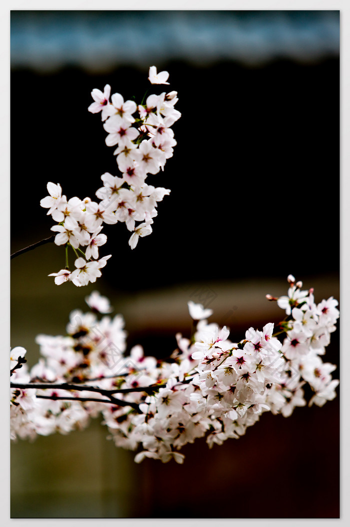 繁茂樱花摄影图片