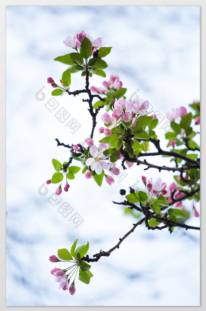 包图网提供精美好看的海棠花盛开片素材免费下载,本次作品主题是摄影