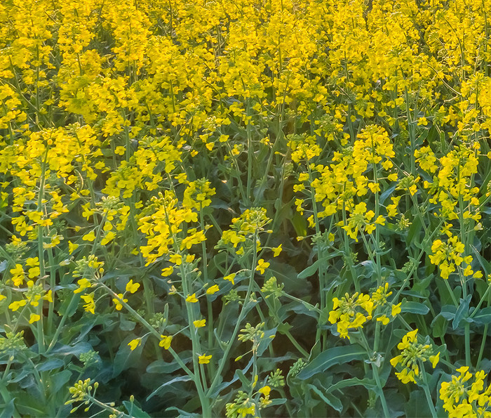 自然风景油菜花地摄影手机壁纸