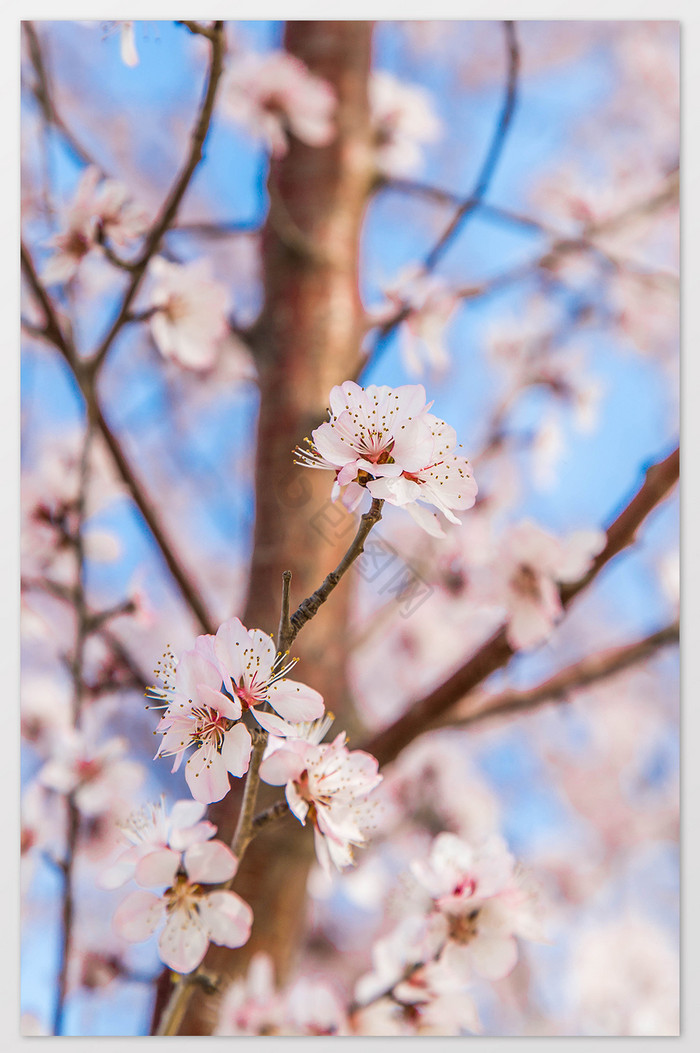 唯美春天樱花摄影图图片