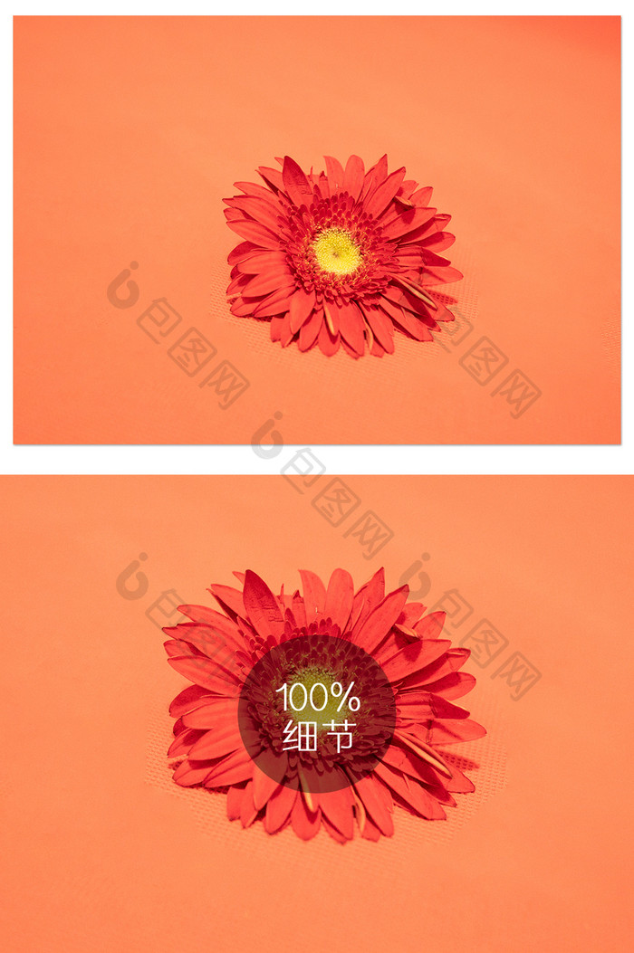 橘红色太阳花植物花朵摄影图片