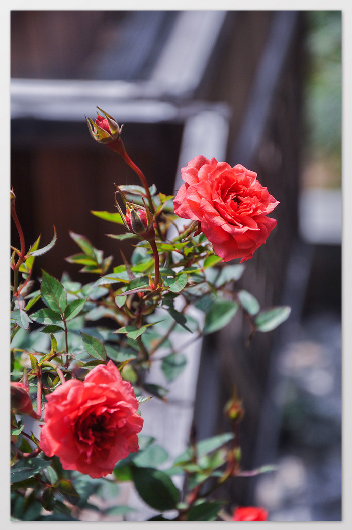阳光下鲜红色玫瑰花摄影图片
