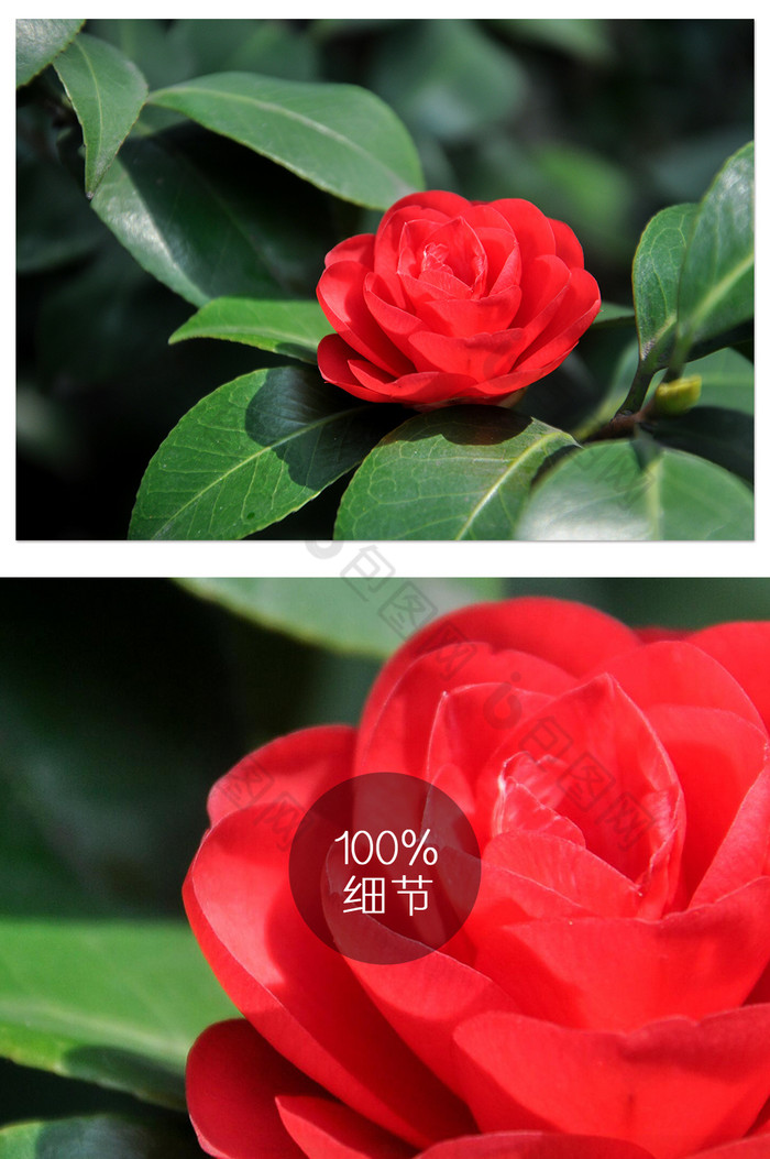 春季公园枝头红色茶花摄影图片图片