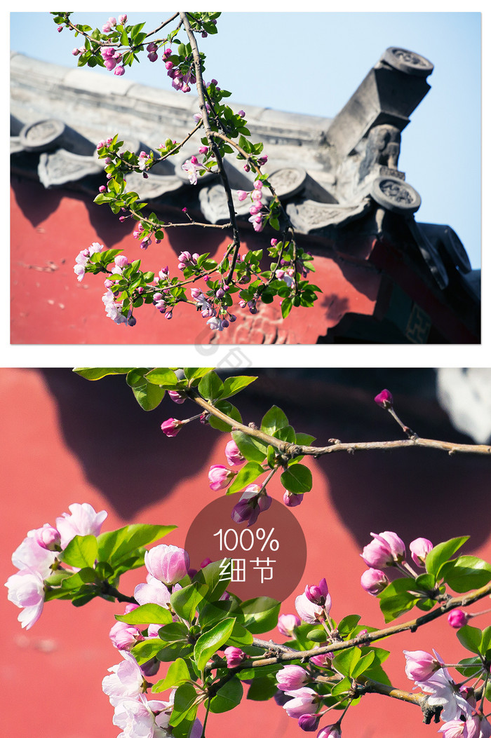 古风红墙绿瓦海棠花图片