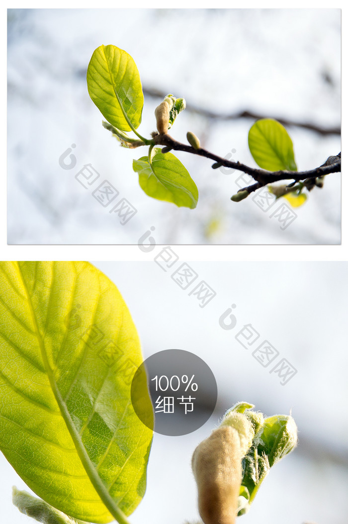春天清新枝叶摄影图片