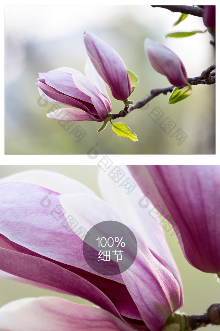 紫色玉兰花摄影图片