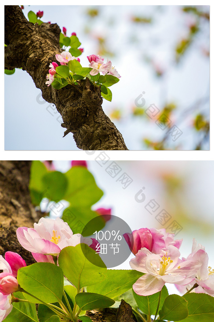海棠枯木第二春摄影图片