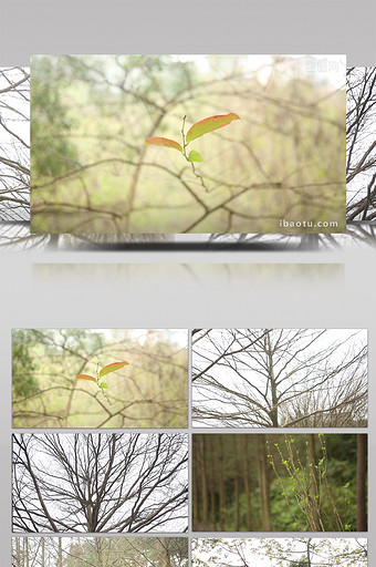 公园里的树枝与树桠的春夏交替图片