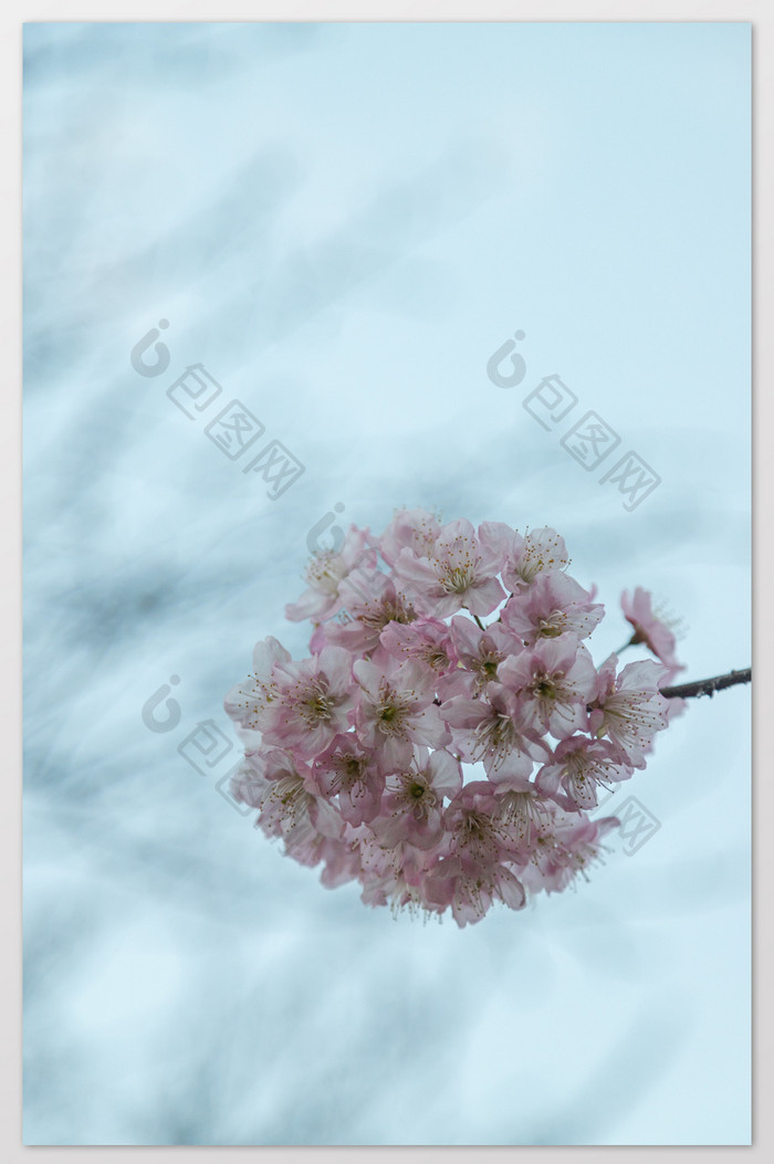 粉色樱花团摄影图片
