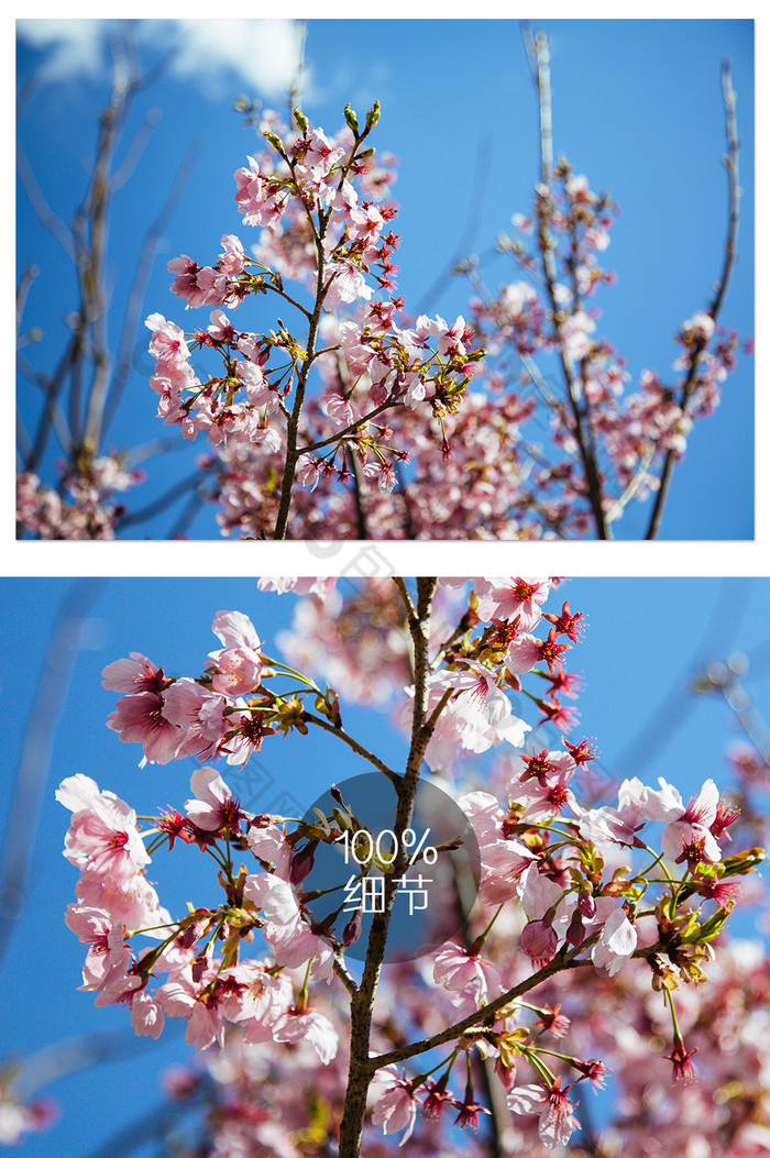 蓝天下樱花绽放 暖春图片图片