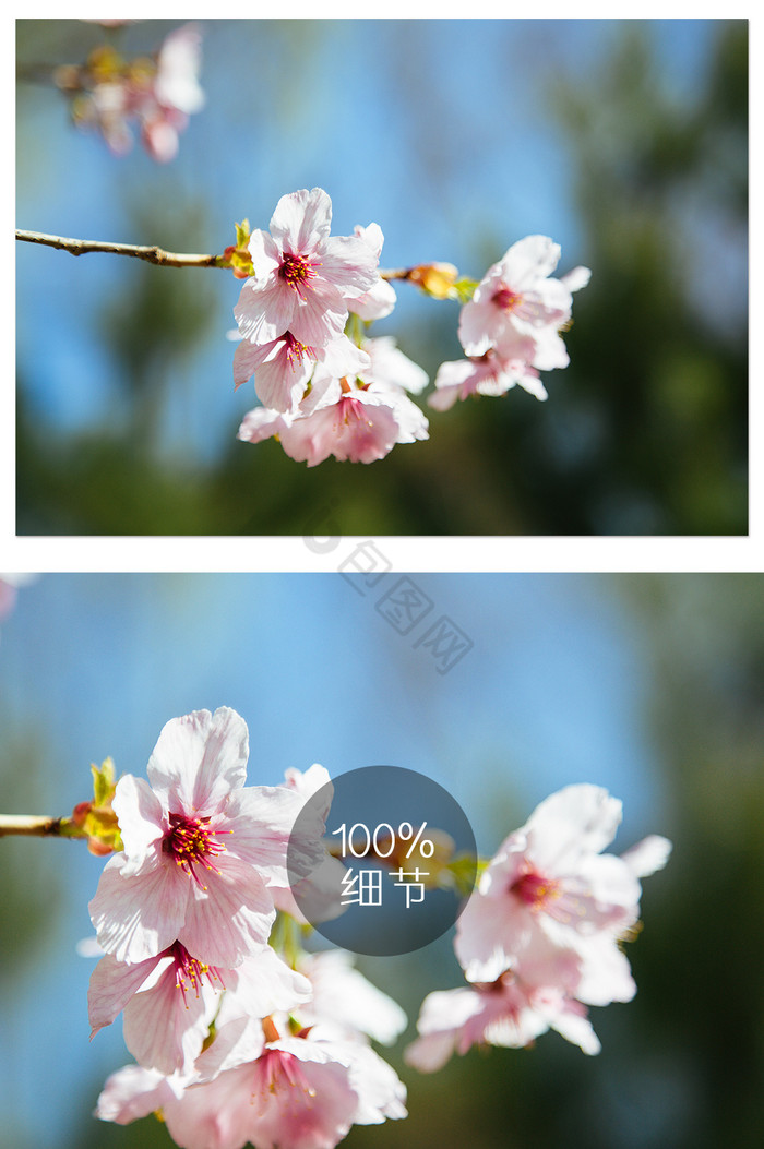 春天绽放的高清樱花摄影图图片
