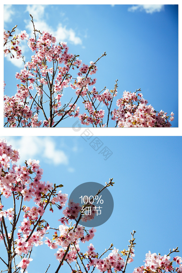 蓝天下盛开的樱花图片