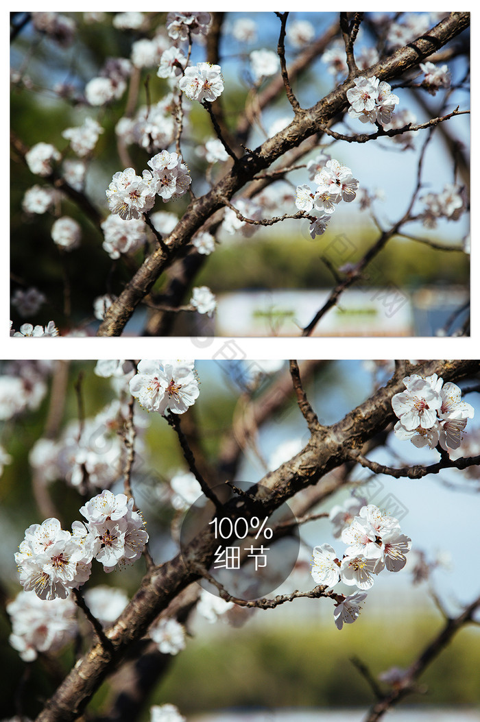 早春白色樱花摄影图图片图片