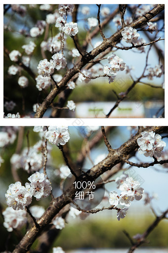 早春白色樱花摄影图图片