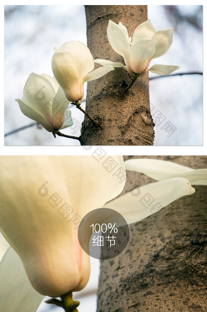 树干三支玉兰花摄影图片