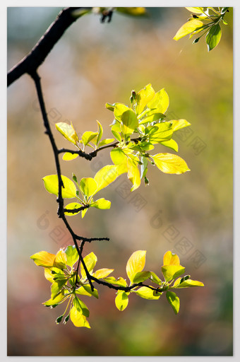 春天清明芽枝绿叶摄影图片