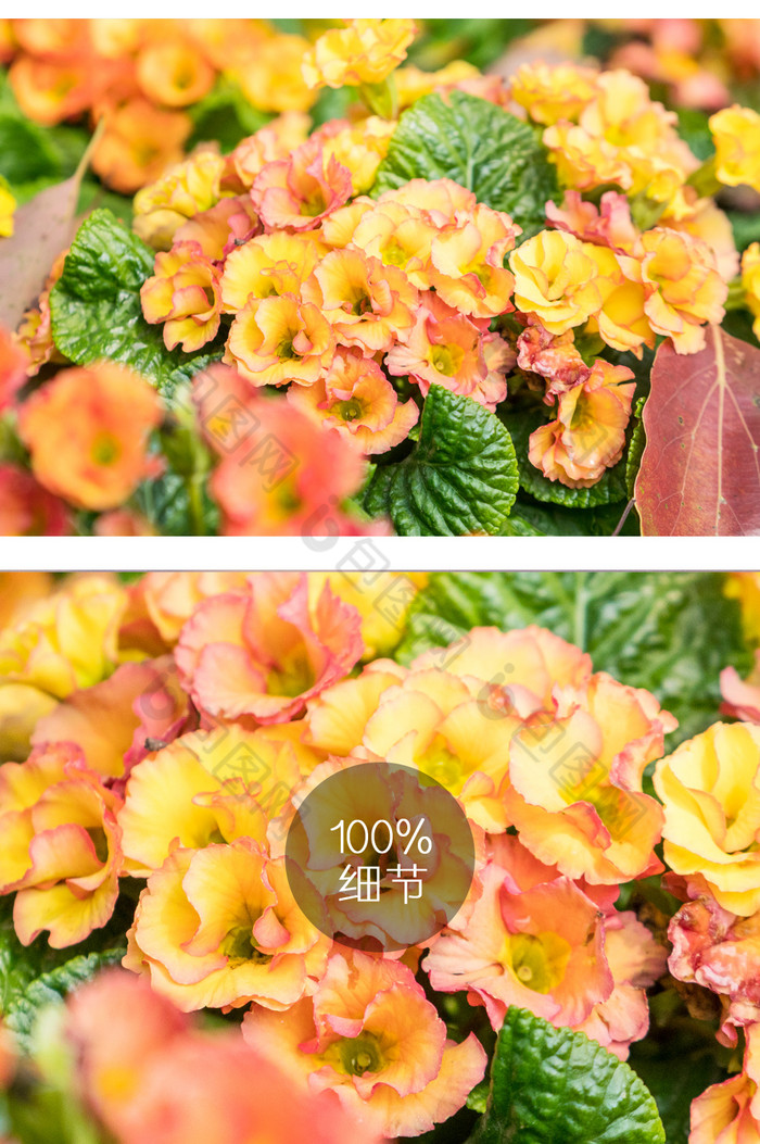 杨桔梗花卉摄影图片图片