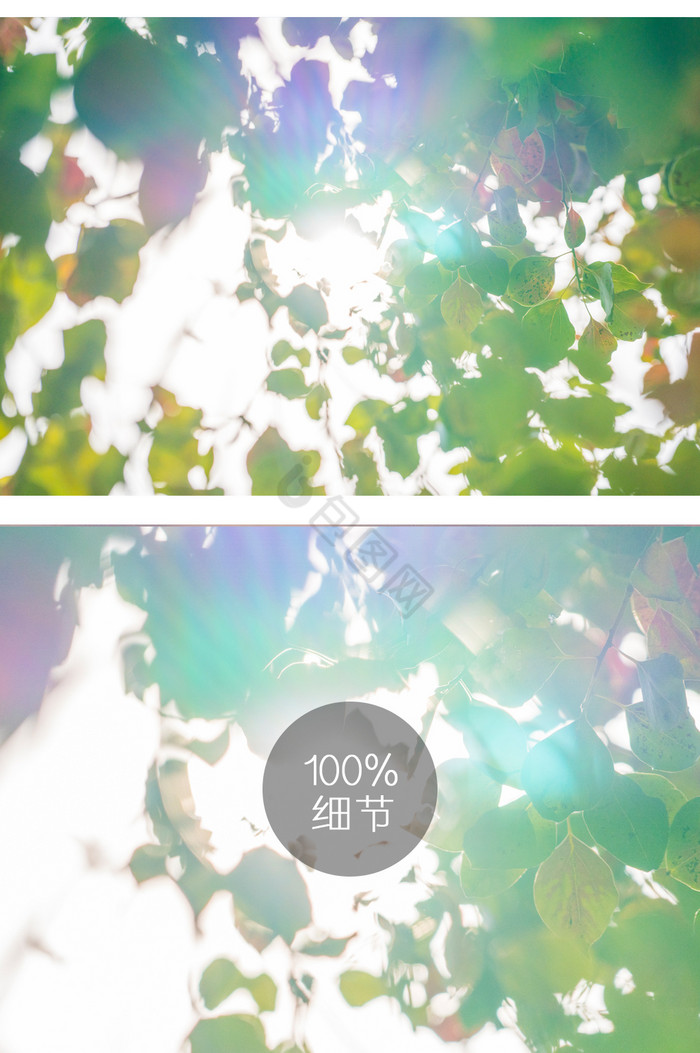 阳光树叶摄影图片