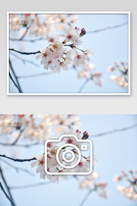 白色樱花盛开摄影图片