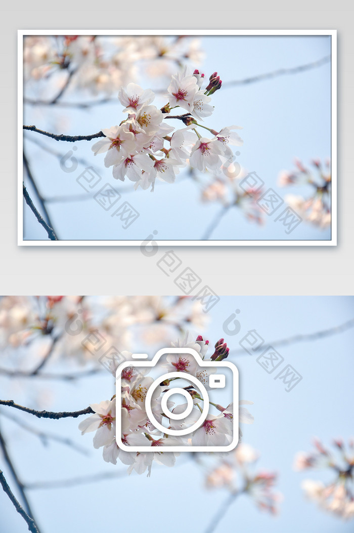 白色樱花盛开摄影图片