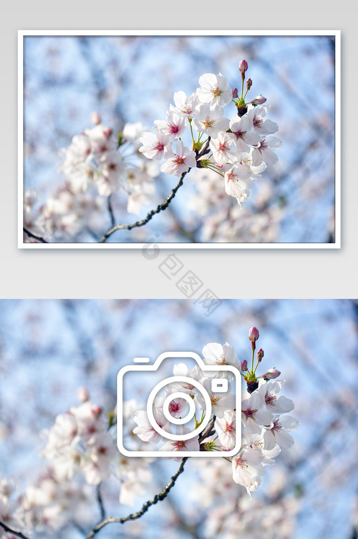 蓝天下盛开白色樱花摄影图片