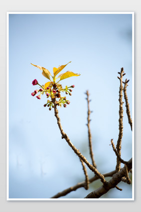 桃花枝条春芽摄影图片