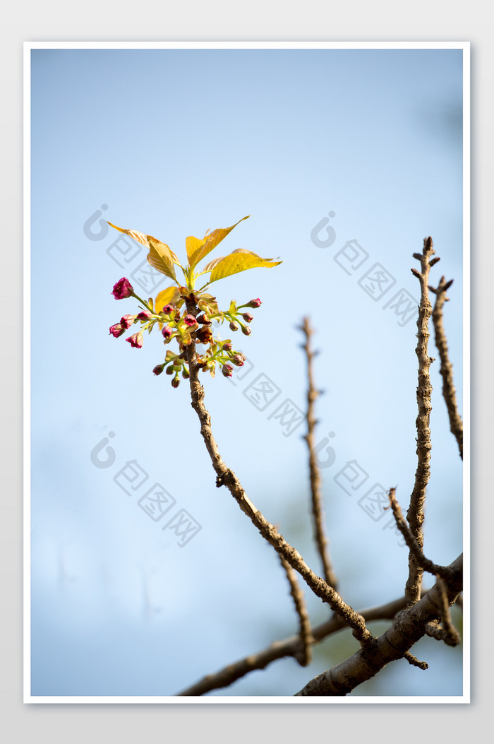 桃花枝条春芽摄影图片